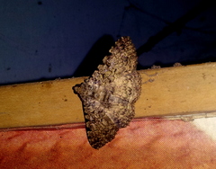 Polydesma boarmoides