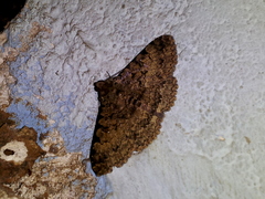 Polydesma boarmoides