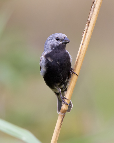 Black-bellied Seedeater (Sporophila melanogaster), photo 5