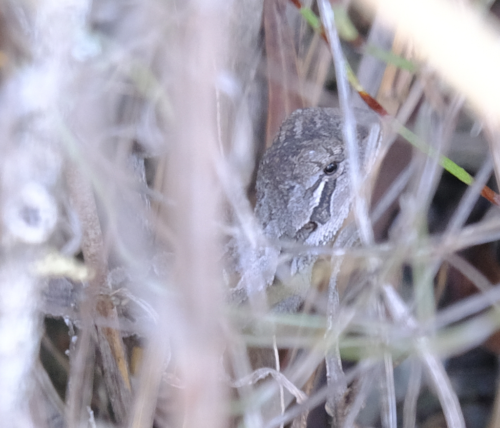 Mallee Heath Lashtail