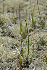 Equisetum × trachyodon