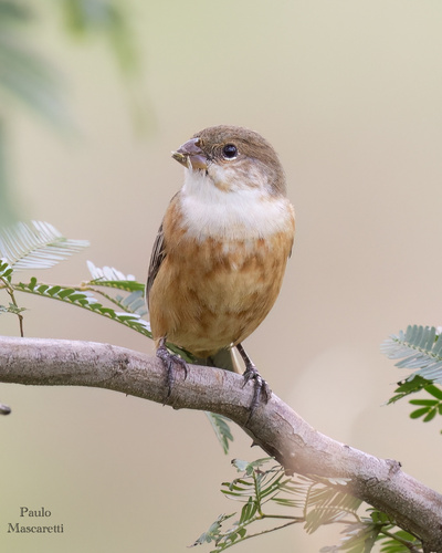 Marsh Seedeater (Sporophila palustris), photo 5