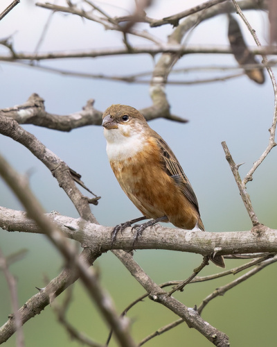 Marsh Seedeater (Sporophila palustris), photo 6