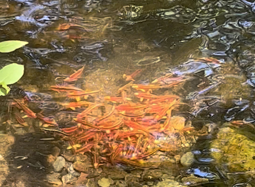 Greenhead shiner (Notropis chlorocephalus) — Cyprinidae