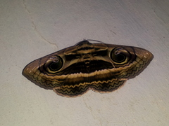 Spirama retorta