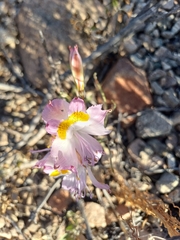 Alstroemeria leporina, photograph (c) Álvaro Parra Valdivia, some rights reserved (CC BY)