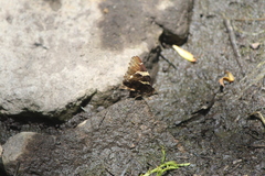 Thorybes pseudocellus