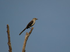 Mimus gilvus