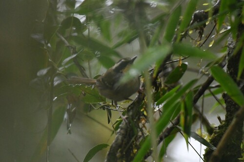 White-bibbed Antbird (Myrmoderus loricatus), photo 2