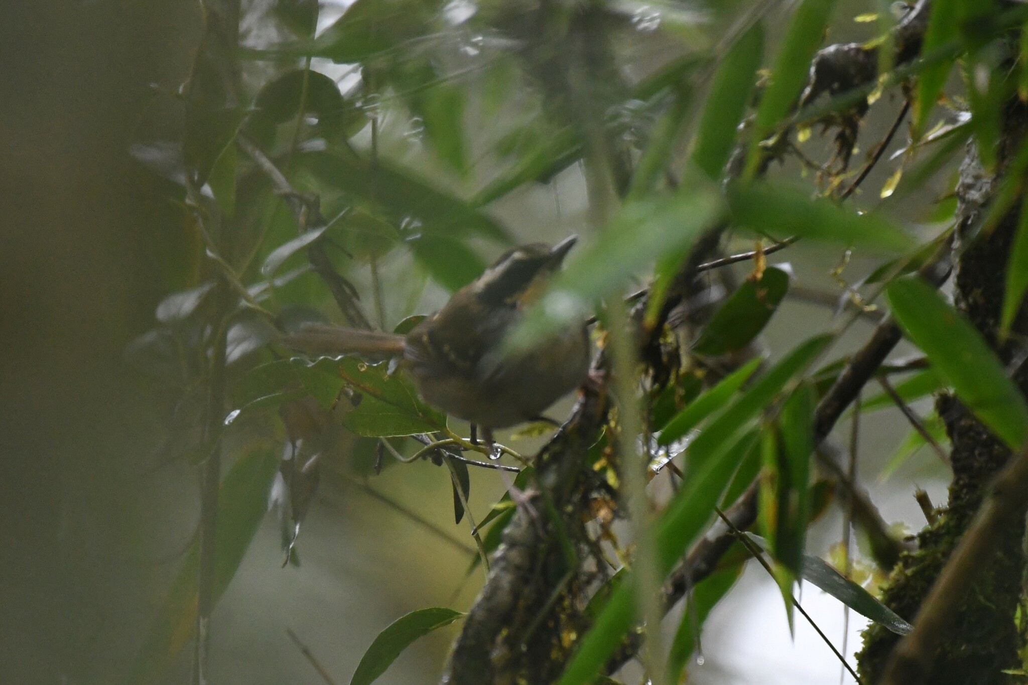 White-bibbed Antbird illustration