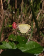 Lepidoptera
