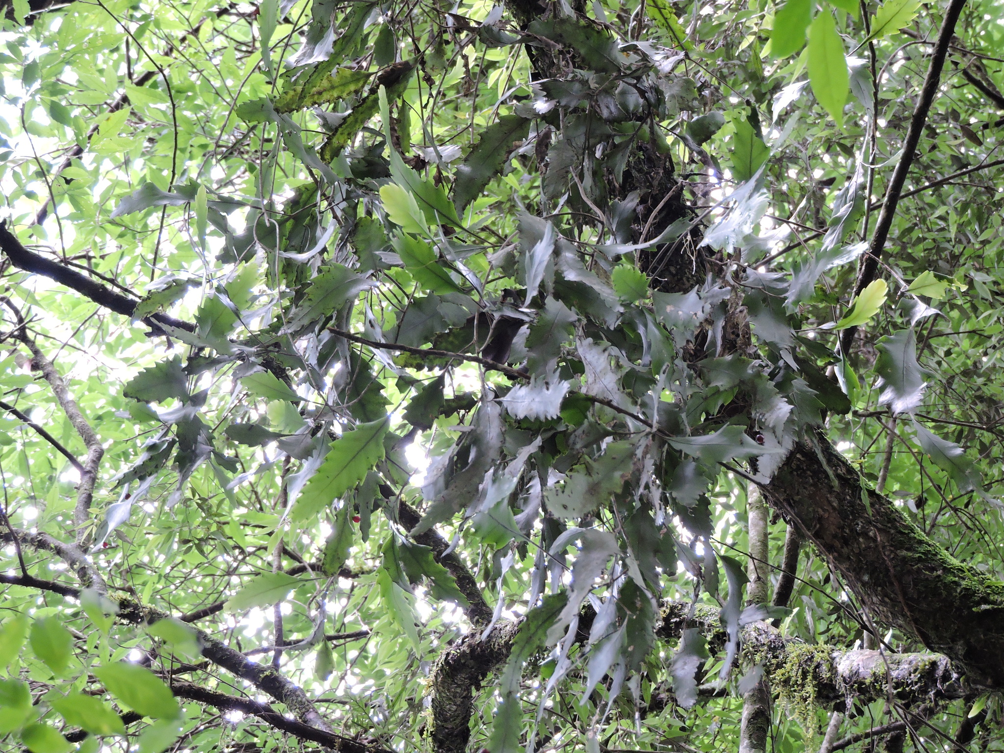 Lepismium houlletianum