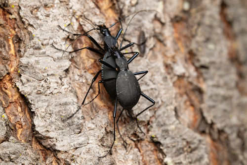 Velvet Snail-eating Beetle photo 2