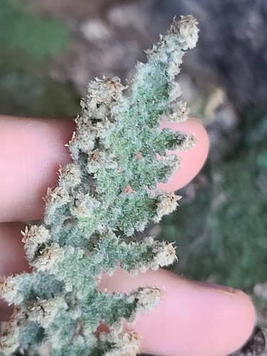 Image of Myriopteris windhamii by no rights reserved