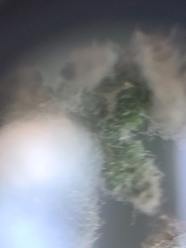Image of Myriopteris windhamii by no rights reserved
