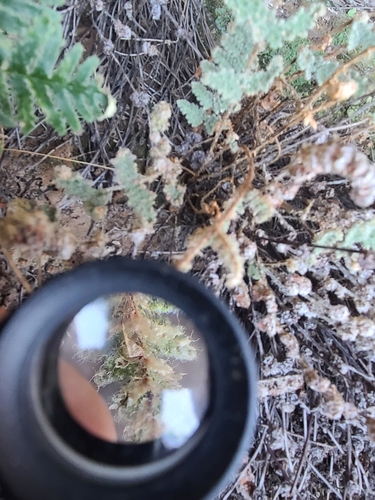 Image of Myriopteris windhamii by no rights reserved