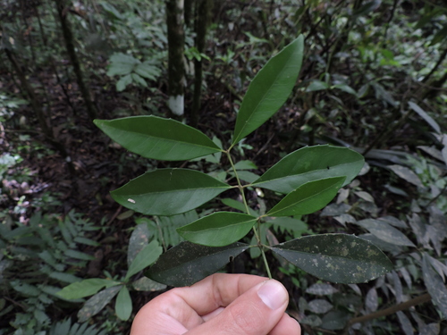 Mollinedia clavigera (Mollinedia clavigera)