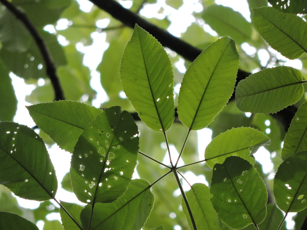 Handroanthus albus (White Ipe)