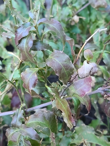 Plumbago zeylanica