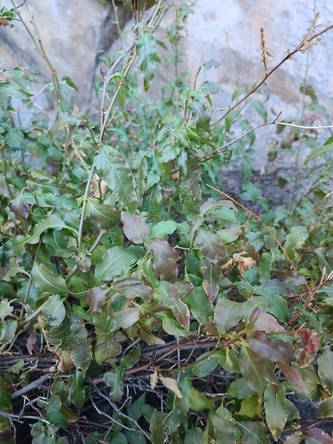 Plumbago zeylanica