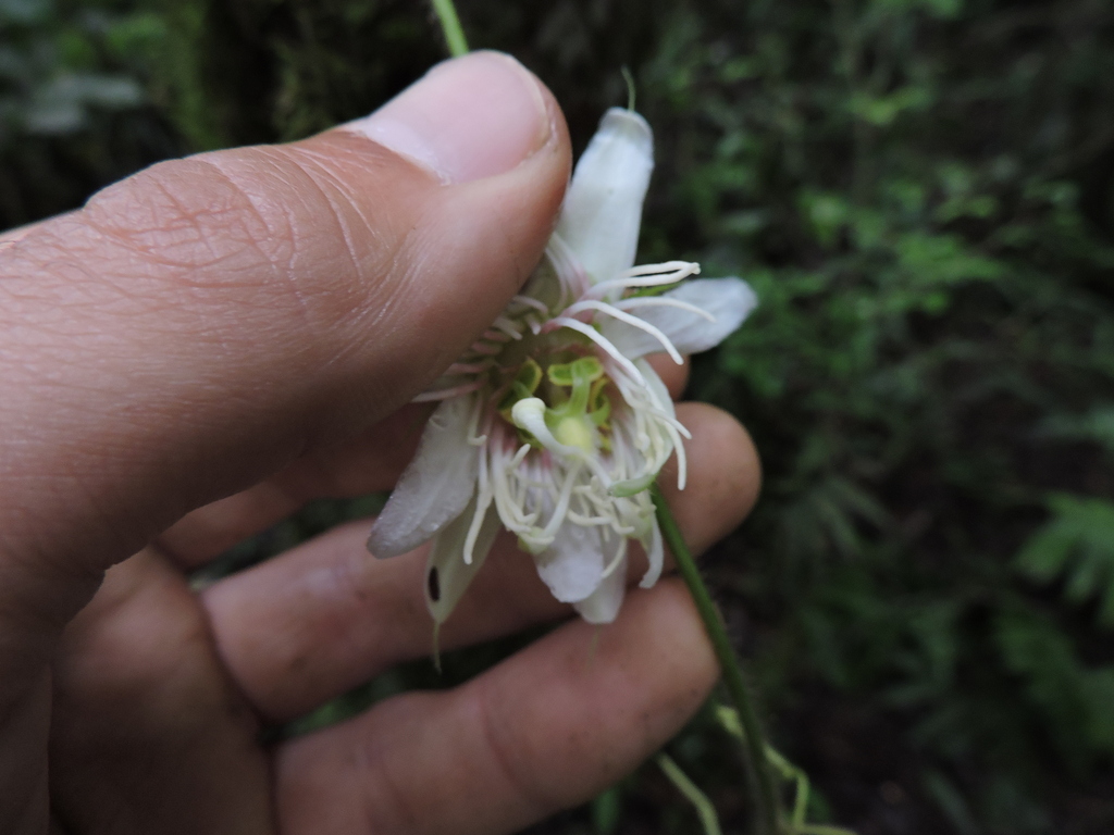 Passiflora paranaguensis