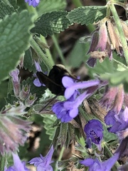 Melissodes bimaculatus