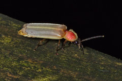Photinus marginellus