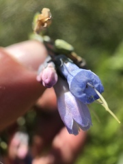 Mertensia ciliata