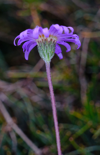 Image of Olearia ciliata by (c) Peter Crowcroft, some rights reserved (CC BY)