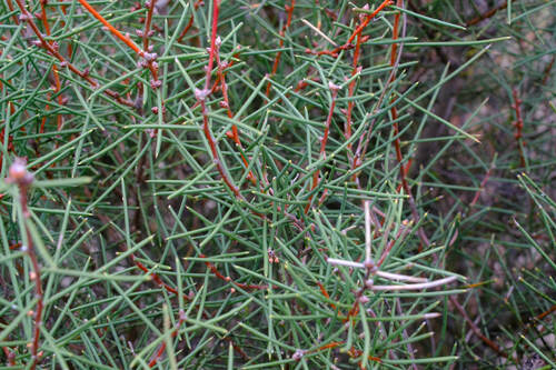 Image of Hakea mitchellii by (c) Peter Crowcroft, some rights reserved (CC BY)