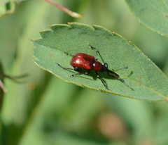 Merhynchites wickhami