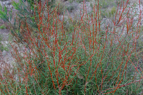 Image of Hakea mitchellii by (c) Peter Crowcroft, some rights reserved (CC BY)