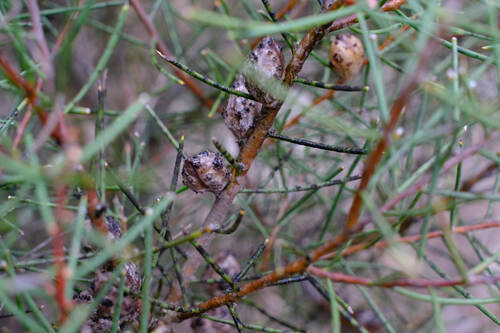 Image of Hakea mitchellii by (c) Peter Crowcroft, some rights reserved (CC BY)