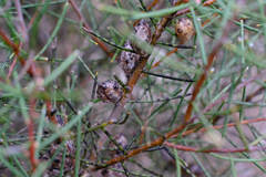 Hakea mitchellii, photograph (c) Peter Crowcroft, some rights reserved (CC BY)