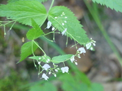 Veronica urticifolia