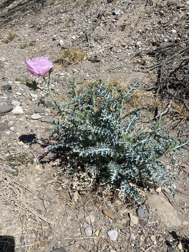 Chisos Mountain Pricklypoppy