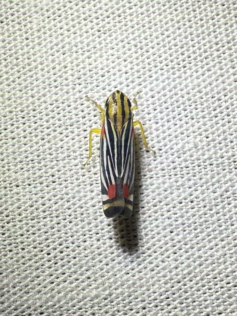 Sisimitalia vulnerata