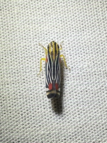Sisimitalia vulnerata
