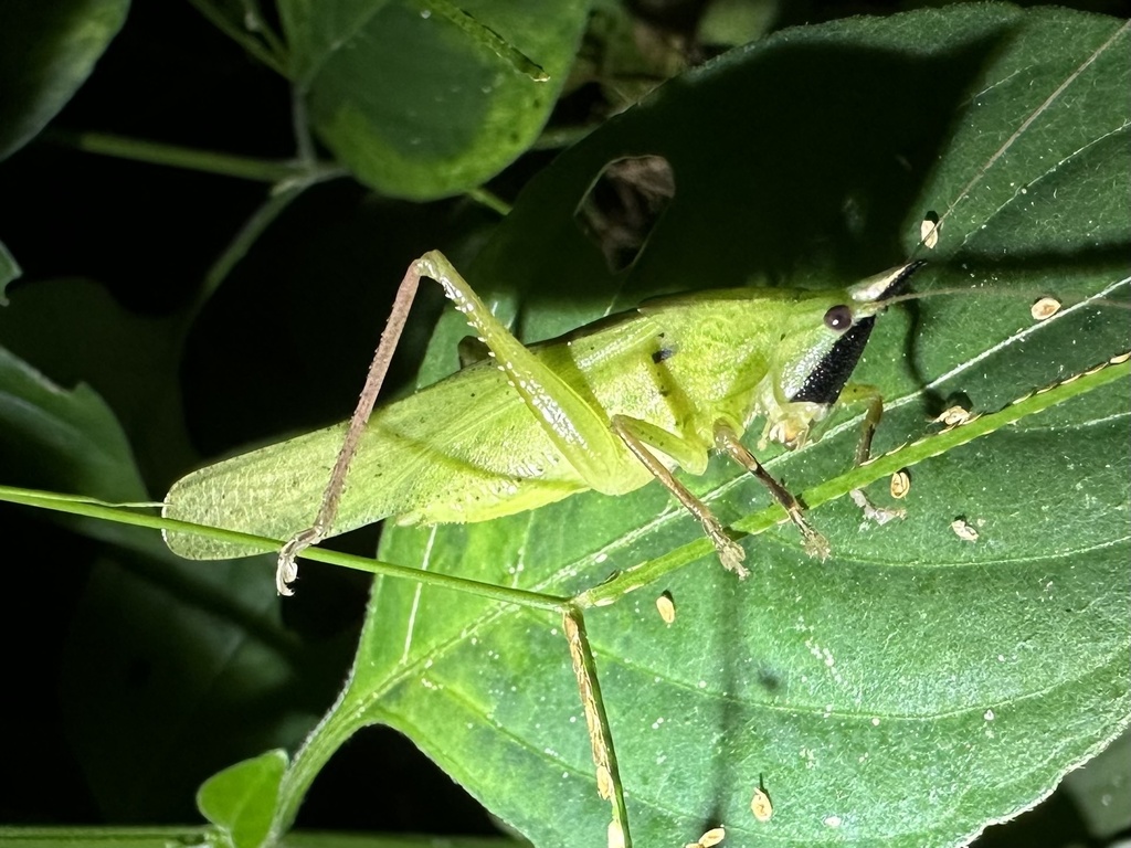 Pyrgocorypha sallei