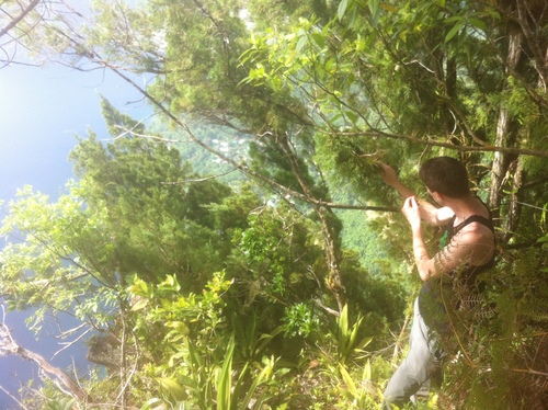 West indies juniper (Juniperus barbadensis)