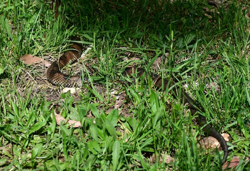 Tiger Snake sighting