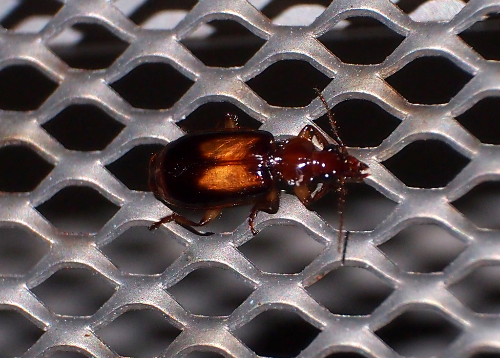 Physoderina