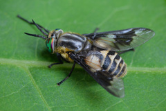 Chrysops divaricatus