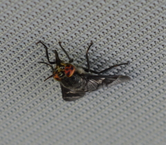 Chrysops noctifer