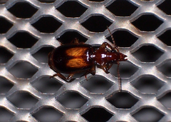 Paraphaea binotata