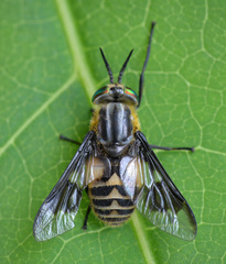 Chrysops divaricatus