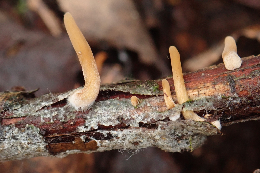 contorted pipe club from Судиславский р-н, Костромская обл., Россия on ...