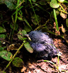 Setophaga caerulescens