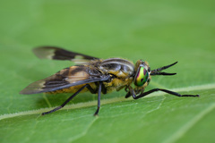 Chrysops divaricatus