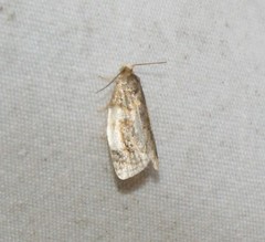 Clepsis melaleucanus